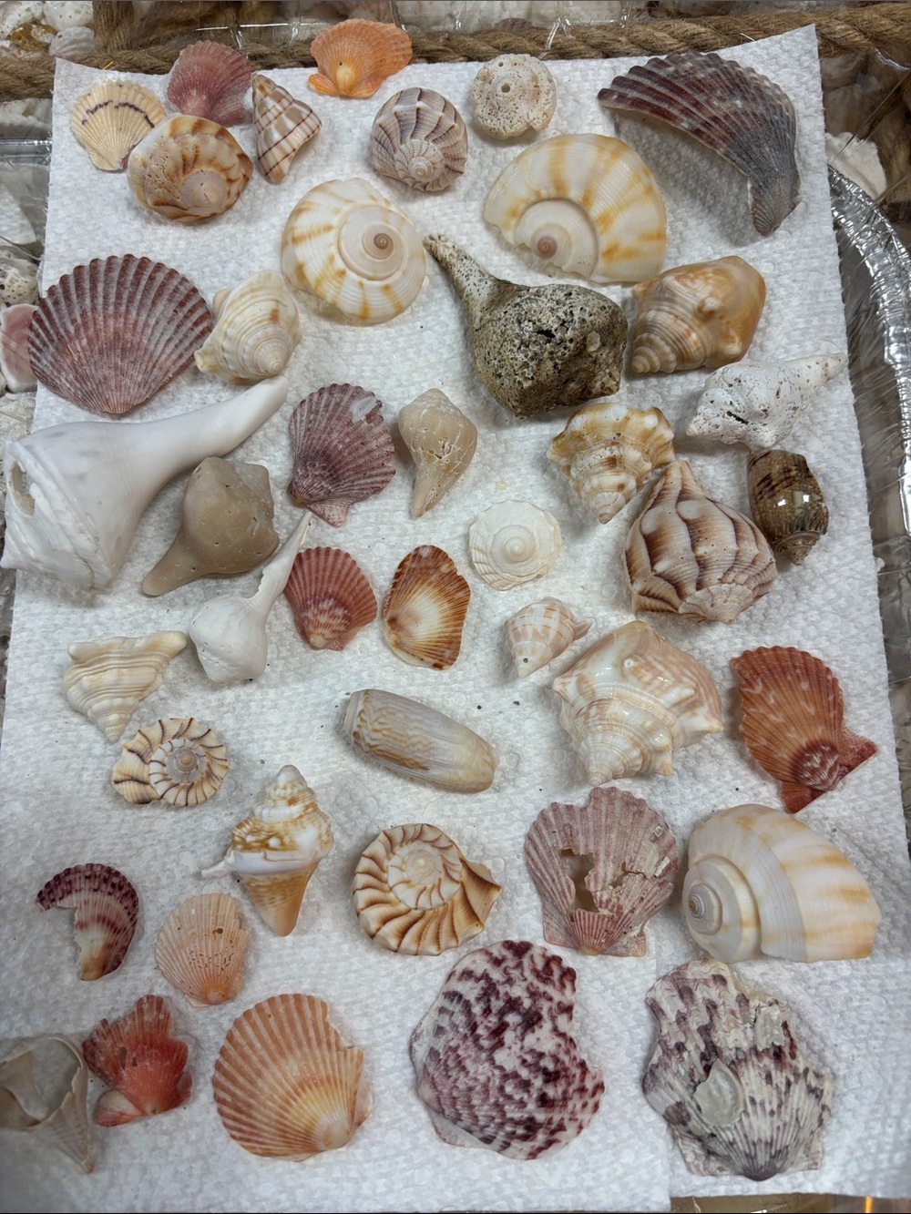Decorative Mixed Sea Shell Collection in Natural White, Cream & Tan (broken)